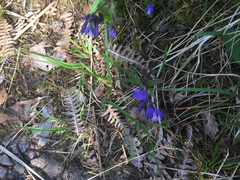 Polygala serpyllifolia