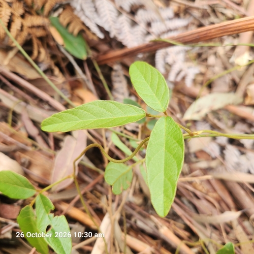 Kennedia rubicunda observed 2026-10-26