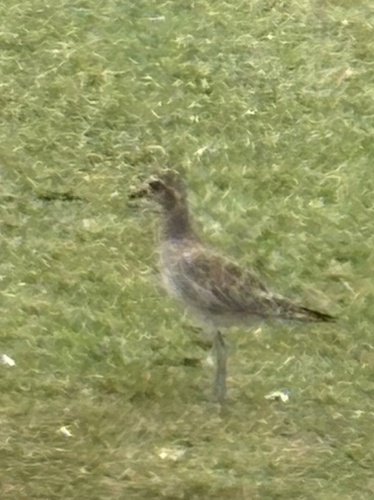 Pluvialis fulva observed 2026-10-25