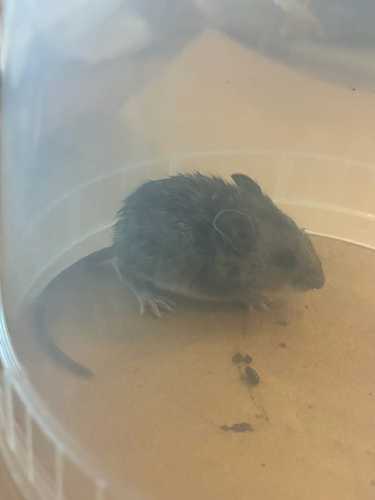 Western Deer Mouse