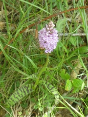 Dactylorhiza fuchsii