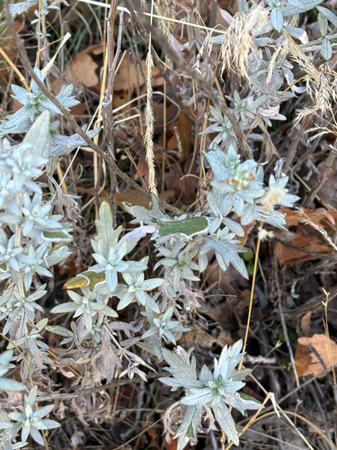 Silver Wormwood