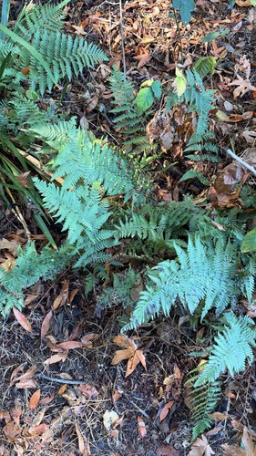 Dryopteris arguta, 2026-10-24