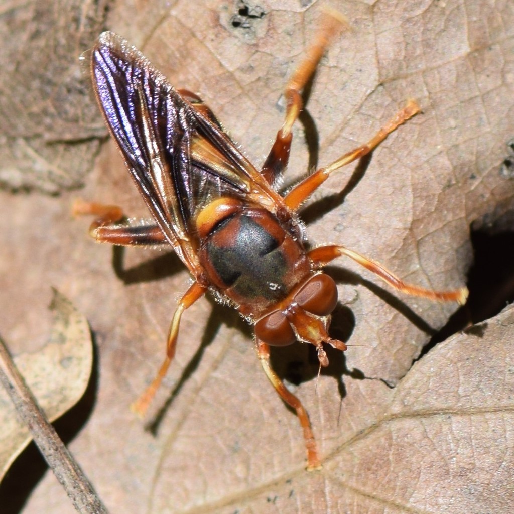 Orange Spur Fly