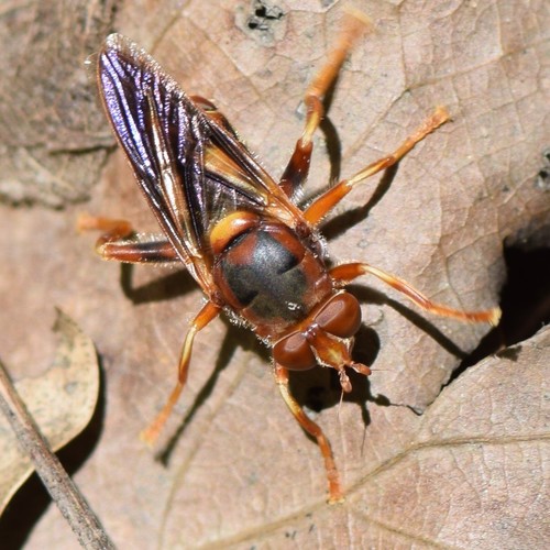 Orange Spur Fly