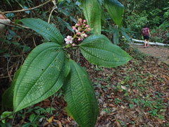 Miconia tococa