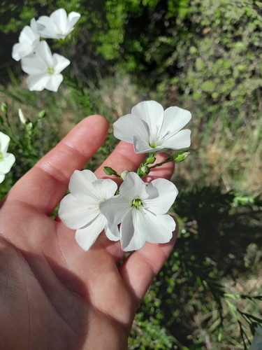 Linum monogynum observed 2026-10-24