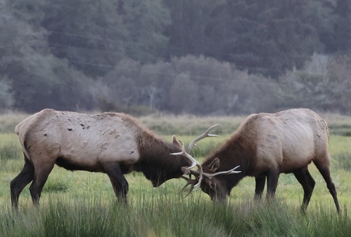 Roosevelt Elk