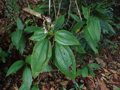 Miconia tococa