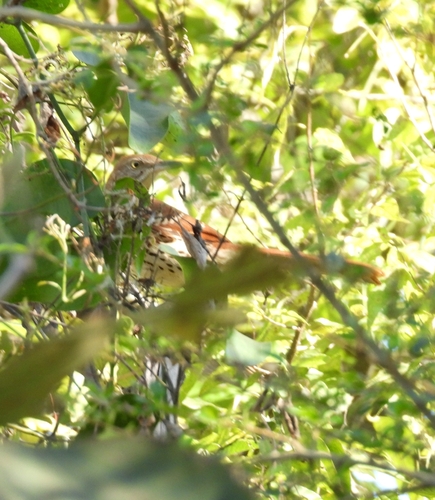 Brown Thrasher