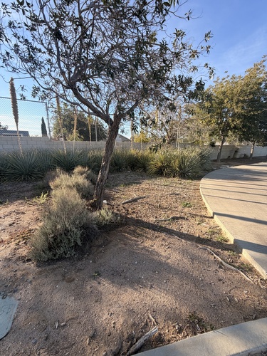 desert willow