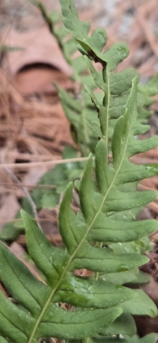 Polypodium virginianum observed 2026-10-25