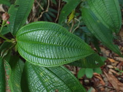 Miconia tococa