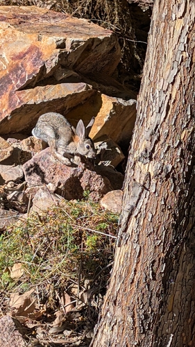 Desert Cottontail