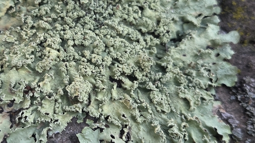 iNaturalist observation photo of Speckled Greenshield