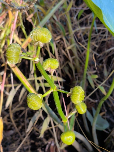 Sagittaria latifolia observed 2026-10-25