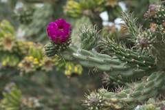 Cylindropuntia imbricata