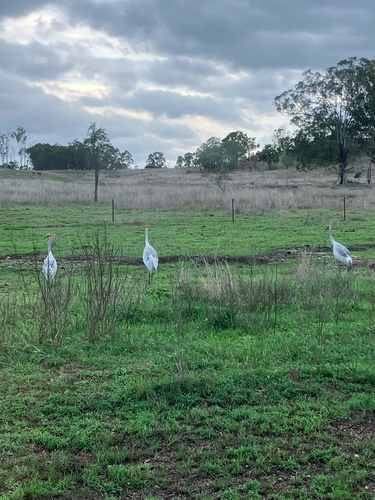 Grus rubicunda observed 2026-10-25