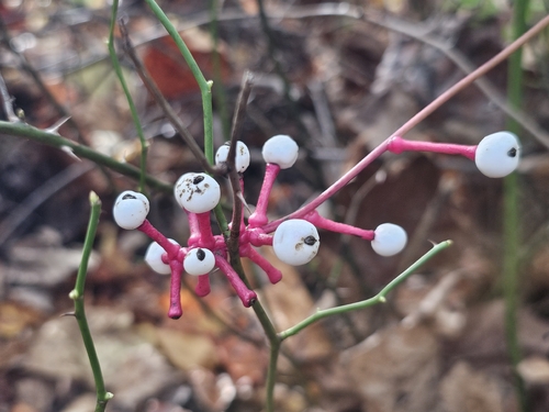 Actaea observed 2026-10-25