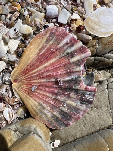 Pecten fumatus, 2026-10-26
