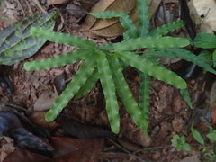 Lygodium volubile