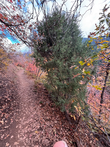 Juniperus scopulorum observed 2026-10-25