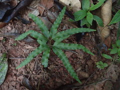 Lygodium volubile