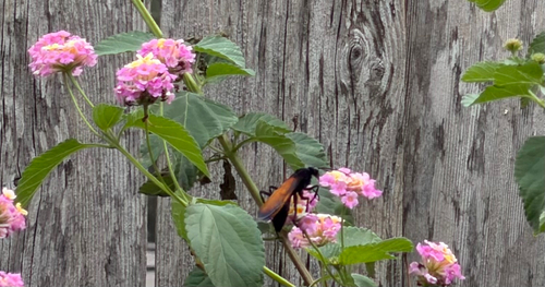 Thisbe's Tarantula-hawk Wasp