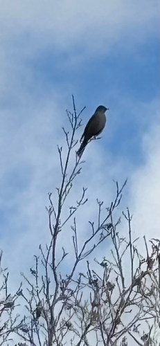 Townsend's Solitaire