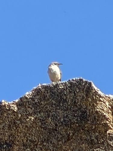 Rock Wren