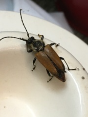 Trigonarthris