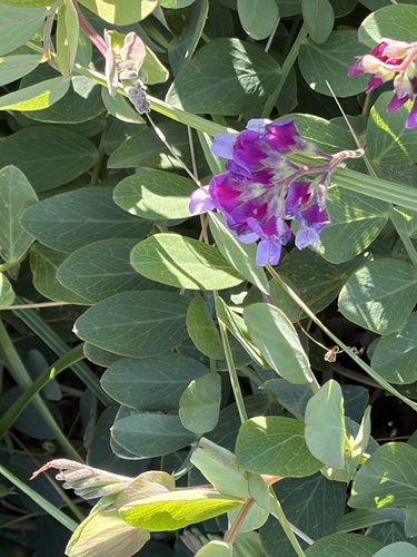Lathyrus japonicus observed 2026-10-25