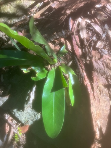 Asplenium australasicum observed 2026-10-25