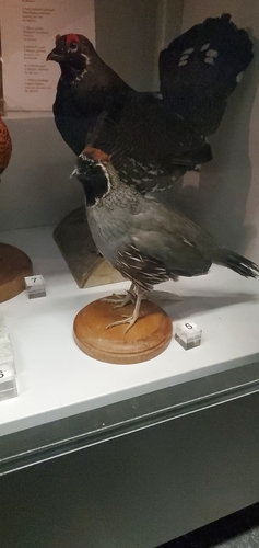 Gambel's Quail