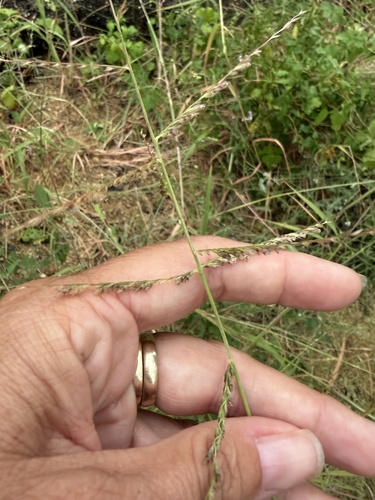 Disakisperma dubium observed 2026-10-23