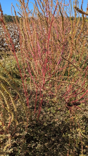 Palmer's Amaranth