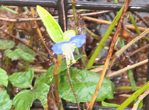 Commelina communis, 2026-10-26