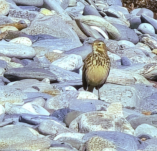 American Pipit