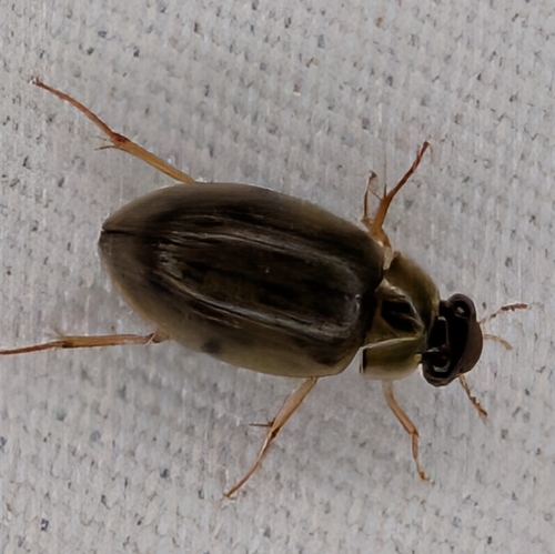 Berosus miles