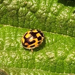 Propylea quatuordecimpunctata