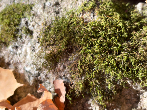 Pseudanomodon attenuatus observed 2026-10-23