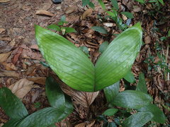 Bactris oligocarpa