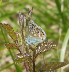 Polyommatus icarus