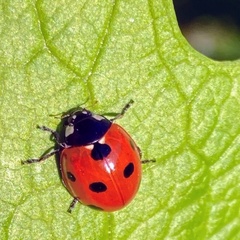 Coccinella septempunctata