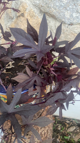 Ipomoea batatas observed 2026-10-25