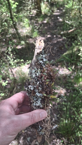 Bulbophyllum observed 2026-10-23