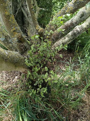 Pittosporum tenuifolium observed 2026-10-26