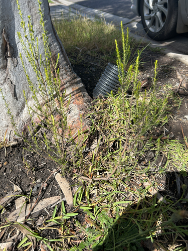 Cassinia, 2026-10-26