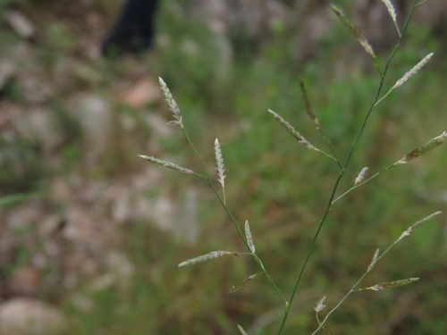 Eragrostis barrelieri observed 2026-10-25