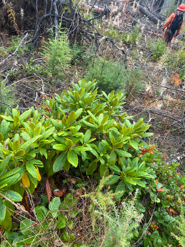 Rhododendron macrophyllum, 2026-10-25